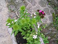 Oeillet du poete (6) (Photo F. Mrugala)